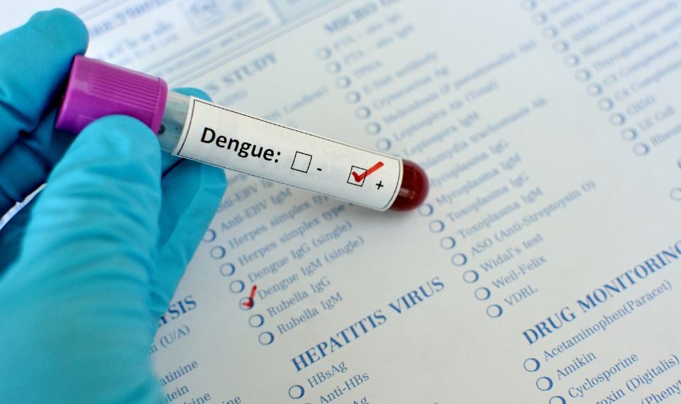 Dengue fa paura: in Italia i casi salgono a 572, ma a Fano i contagi sono «in discesa»