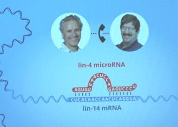 Premio Nobel per la Medicina, vince il microRNA di Ambros e Ruvkun