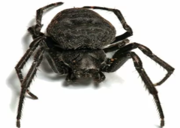 Nella morsa del ragno