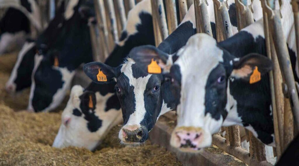 «Nessun caso di aviaria negli allevamenti bovini in Italia»: l’Iss ci dice cosa c’è da sapere