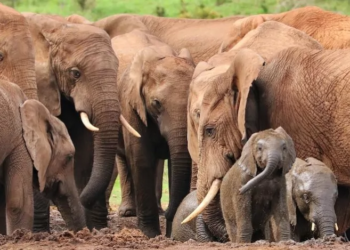 Anche gli animali provano dolore per la perdita dei loro cari
