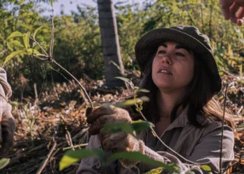Restauración de la selva misionera: más de 36.000 árboles serán plantados en 2025