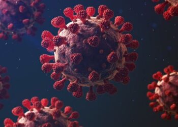 Scoperto un nuovo coronavirus nei pipistrelli: può infettare l’uomo
