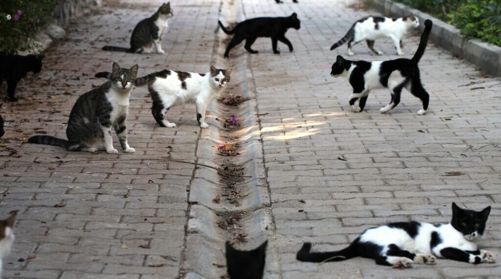 Giornata del gatto, Legambiente: «Sempre meno gattili, oasi feline e veterinari Asl»