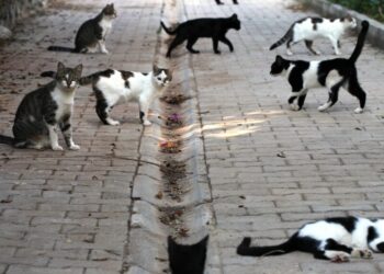 Giornata del gatto, Legambiente: «Sempre meno gattili, oasi feline e veterinari Asl»