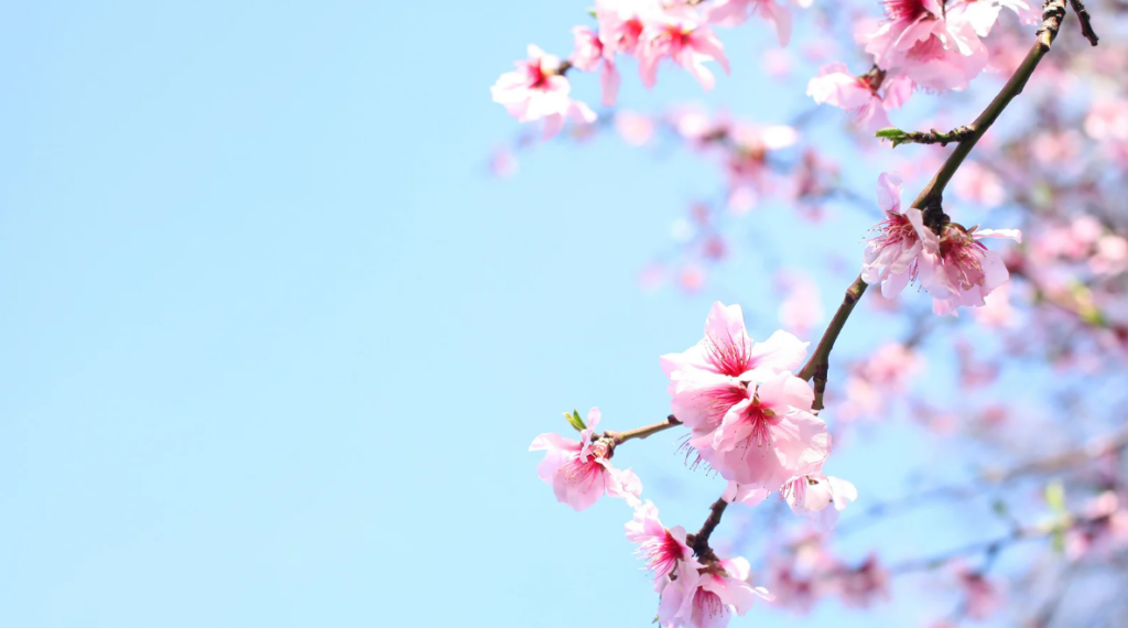 Anticipo di primavera su tutta l’Italia
