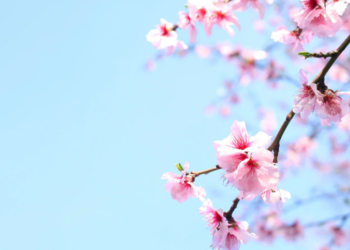 Anticipo di primavera su tutta l’Italia