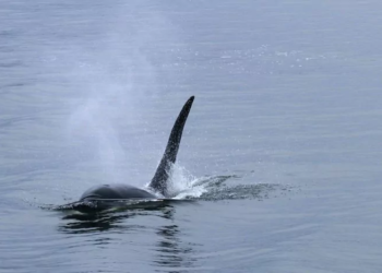 Orca batte squalo balena