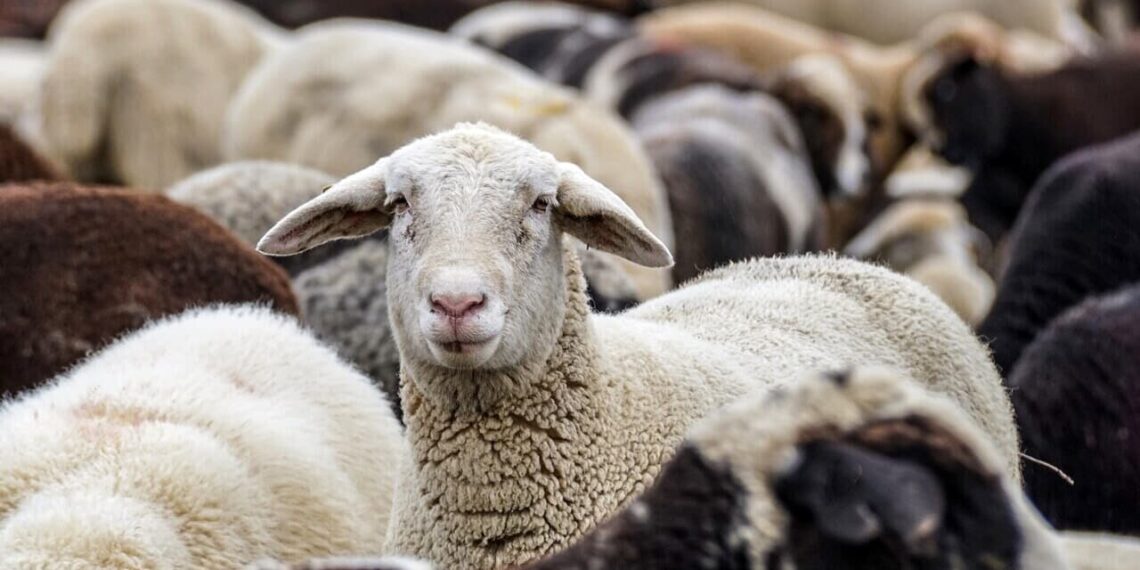 Influenza aviaria, individuato il primo caso al mondo di contagio negli ovini