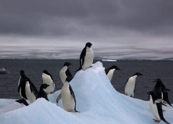 Il guano dei pinguini ci sta preservando dal cambiamento climatico