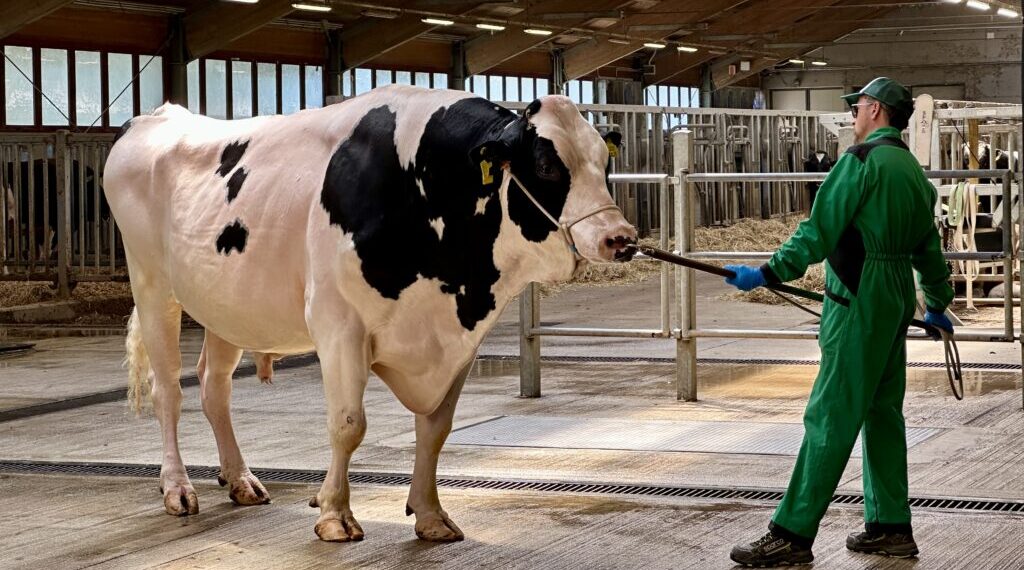 Il miglior toro al mondo? È Made in Veneto e ha già 10.000 figlie