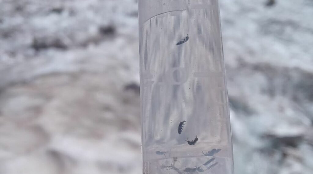 La vita dove non te l’aspetti: trovate le «pulci dei ghiacciai»