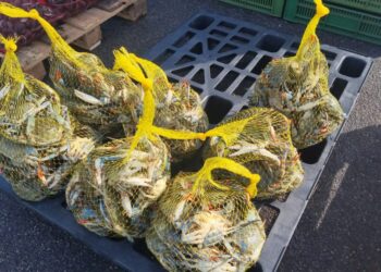 Emergenza granchio blu, l’allarme di Confcooperative: «Rischio concreto le risorse nazionali non siano sufficienti»