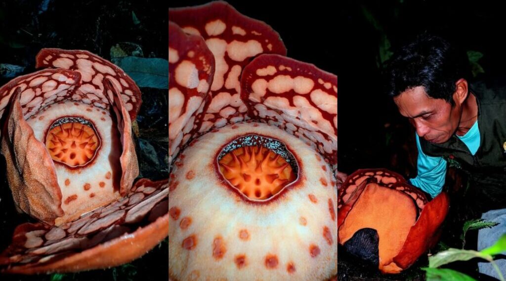 Un miracolo nascosto nella giungla di Sumatra: ecco il fiore più raro (e puzzolente) del Pianeta