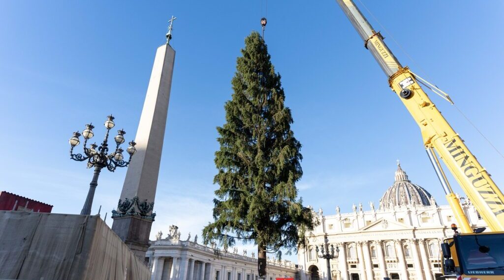 A San Pietro arriva l’albero di Natale: è un abete rosso di 25 metri proveniente dalla Val D’Ultimo